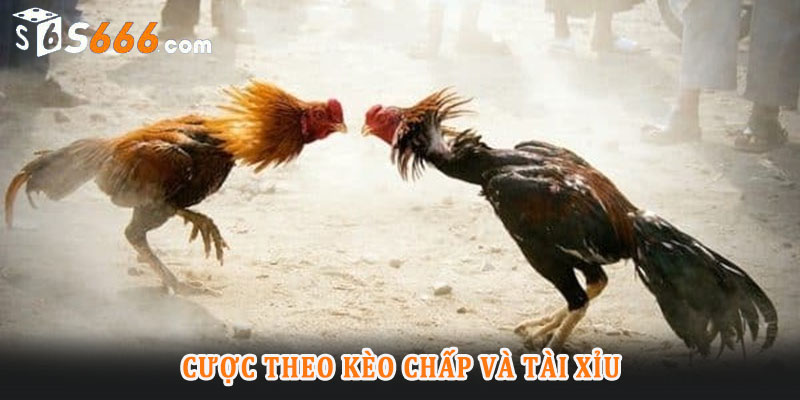Cược theo kèo chấp và tài xỉu